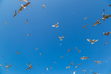 Many seagulls fly in sky