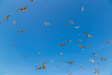 Many seagulls fly in sky