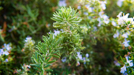 Rosemary