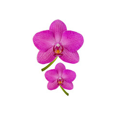 Fototapeta na wymiar Flowers violet Orchid closeup isolated on white background