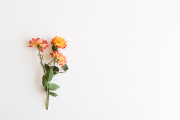 Directly above view of red, orange and yellow roses with copy space on white background