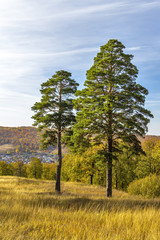 Obraz premium Green pines on the hillside in the autumn period in the rays of low sun.