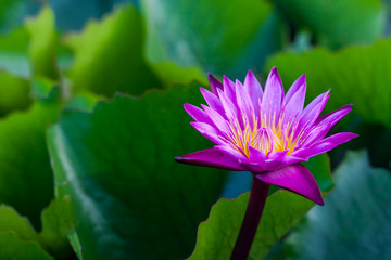 Purple lotus bloom on green leaves.