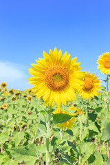 Obraz premium Sunflowers (Helianthus) close-up summer season