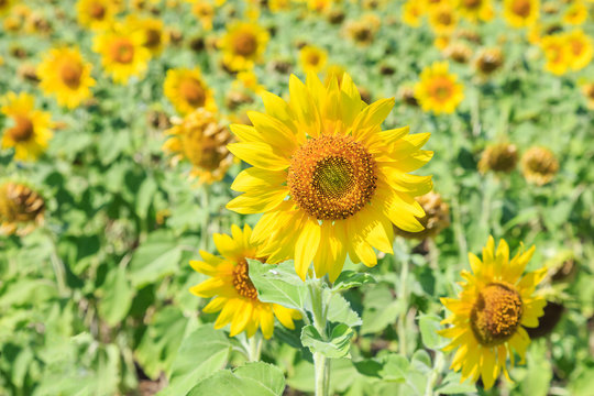 Sunflowers (Helianthus) field summer season