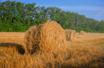 Field after harvesting.Straw bales at sunrise.Countryside landscape.Rural scene.Warm sunlight.