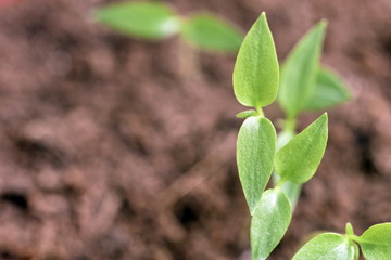 Close-up of green seedling growing plant out of soil