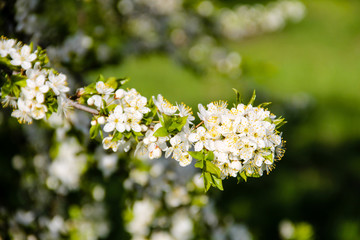 Detail of blossom cherry tree
