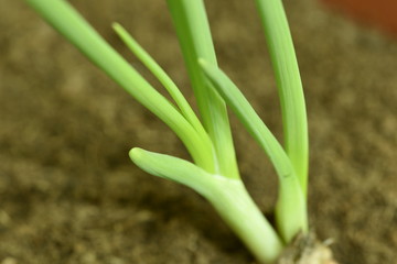 Obraz premium Close-up of green seedling growing plant out of soil