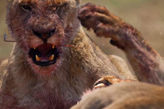 leonesso dopo la caccia nella savana in Zambia