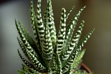 Close-up Haworthia Fasciata at home