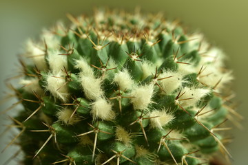 Close-up Cactus with flower