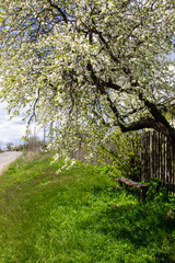 Old wooden bench underneath white blossoming tree