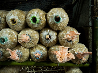 Mushroom cultivation growing in farm
