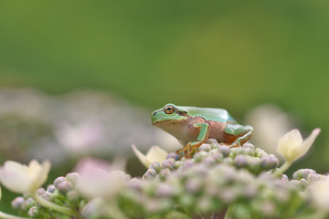 紫陽花の花と蛙