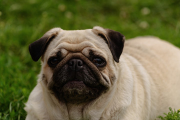 pug