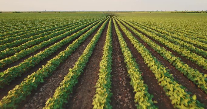 An aerial shot of soybean field ripening at spring season, agricultural landscape