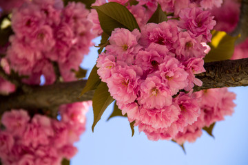 Detail of pink flowering Japanese cherry tree - Sakura