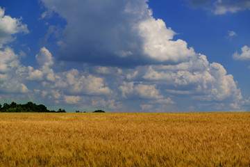 A beautiful field of wheat.