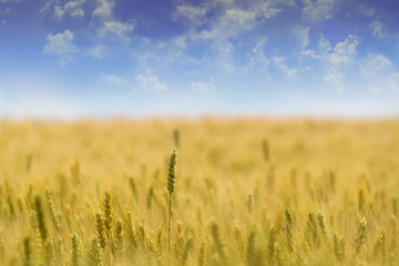 Wheat field