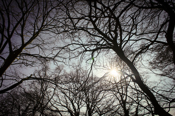 looking up at the sun through bare branches in winter