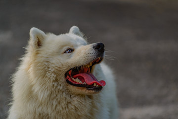 Fototapeta premium Arctic spitz