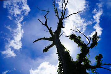 Baracoa Landscape, Cuba