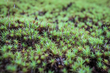 Tiny grass in old temple in Japan