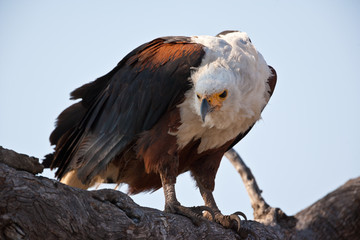 Aquila pescatrice africana