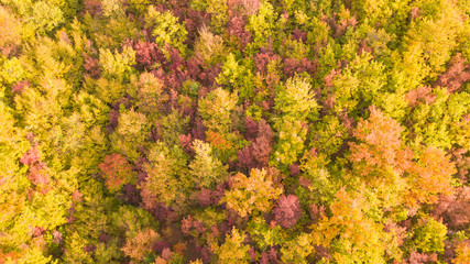 Drone aerial view of woods during the autumn season with warm colors