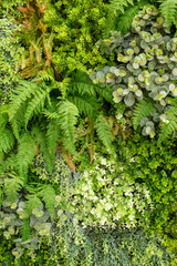 Vertical garden living flower and fern wall replica