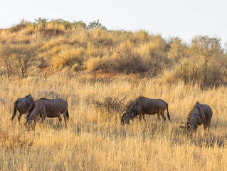 Fototapeta premium Common or Blue Wildebeest.