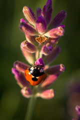 Fototapeta premium Ladybug on the lavender flower Sunny Day, Coccinella septempunctata