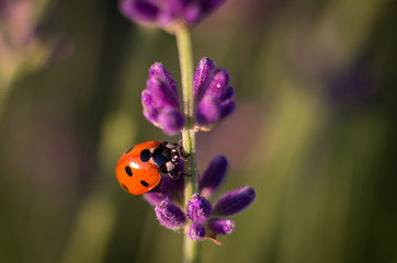 Ladybug on the lavender flower Sunny Day, Coccinella septempunctata