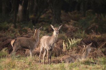 Autumn landscape image of red deer cervus elaphus in forest woodland