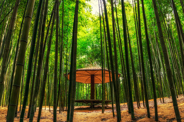 bamboo forest in damyang