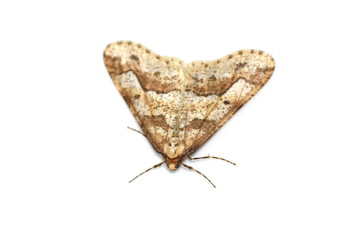Mottled Umber moth Erannis defoliaria isolated on white background
