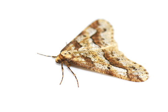 Mottled Umber moth Erannis defoliaria isolated on white background