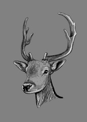 Sketch of the head of a young deer with horns isolated on grey background. Vector illustration.