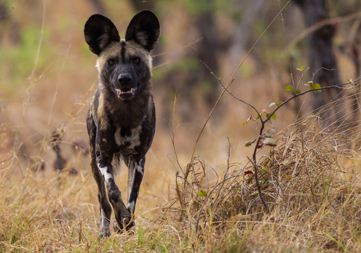 licaone nella savana africana