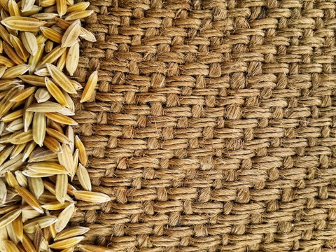 Paddy rice texture for background and wallpaper in gold color.
