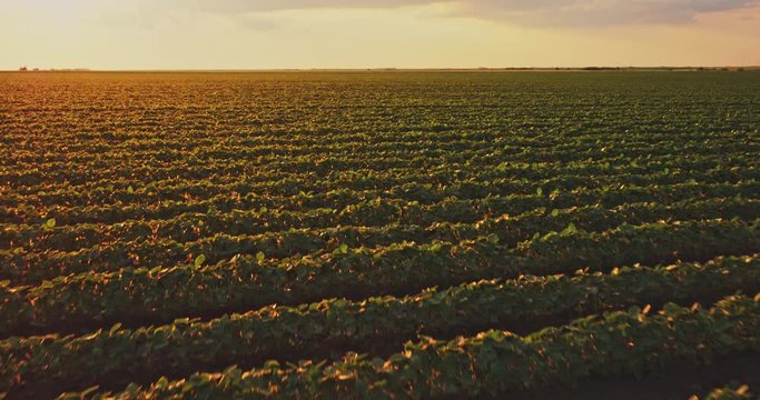 An aerial shot of soybean field ripening at spring season, agricultural landscape
