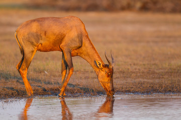Alcelafo botswana