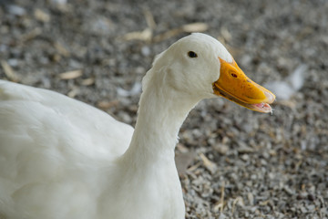 close up a white duck in the farm