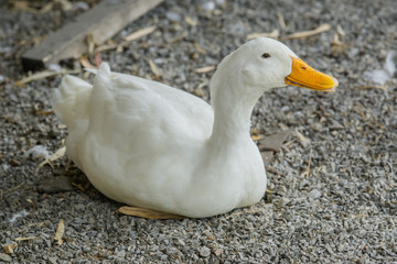 close up a white duck in the farm