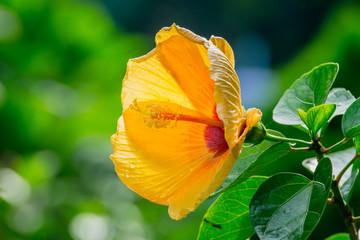 beautiful yellow Hibiscus on nature Green background. Hibiscus as a species with large size.