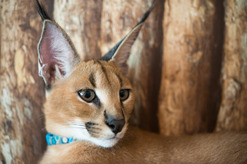 Caracal cat with wooden background.