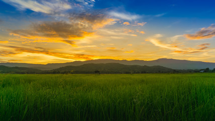 Fototapeta na wymiar Sun setting and rice fields in the evening rainy season in Thailand