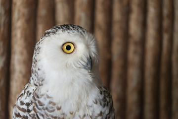 Close up snowy owl eye with wooden background