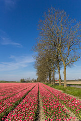 Fototapeta na wymiar Red and white tulips in the Noordoostpolder